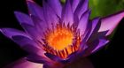 00000 Unbranded Nymphaea Caerulea Blue