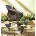 0573199 31170 Swm Hen With Chicks Sculpture 057319311709