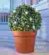 31328 Boxwood Topiary Wmi Lighted Plant 0756519279849
