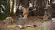 378841-1002 36-inch Fiskars Log And Block Splitter X27 Super Splitting Axe