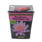 41707020304 Pond Discounts New Live Aquatic Plant Hardy Pink 041707020304