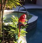 75823236424 6424 Small Tropical Resin Parrot