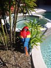 6425 Tropical Resin Parrot Sitting