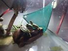 Cann Fish Baby Turtles Live Make Good Pet Babys