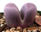 F3-deep Unbranded Mesembs Plant-lithops Optica Rubra
