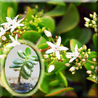 Green Rug Crassula Ovata Lucky Dollar Jade Succulent Money Tree