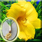 Green Rug Fresh Dug Daylily Day Lily Stella De Oro