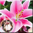Green Rug Fresh Dug Oriental Pink Defender Lily Lilium Liliaceae