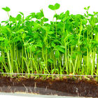 Mg-refill-pea Window Garden Microgreen Organic Pea Shoot Pack Refill Growing Kit