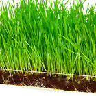 Mg-refill-wg Window Garden Wheatgrass Pack Refill Growing Kit