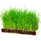 Mg-wheat-kit Window Garden Organic Wheatgrass Growing Kit