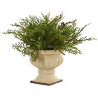 N-a Alcott Hill Cedar And Blueberry Foliage Plant With 0192266478485