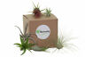 N-a Shop Succulents Unique Air Plant Collection Of Free 0818553021300