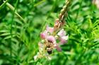 Pb-iwhb-1000-f Natures Seed Intermountain West Honey Bee Pasture Blend Sq Ft