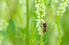 Pb-ssahb-1000-f Natures Seed Southwest Steppe Honey Bee Pasture Blend Sq Ft