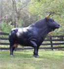 Pd-150232 The Kings Bay Life Size Spanish Bull Statue Or Sculpture