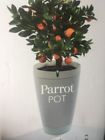Pf901002aa Parrot Pot White