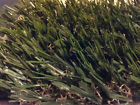 Premium Bonus 53 Tan 25 Price Oz 15 Thatch Mono