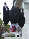 Sd-vulkt Birdbusters Vulture Deterrent Kit