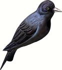 Se3880066 Songbird Essentials Purple Martin 645194774001