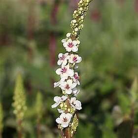 Vw-p-3 Steep Hill Garden 3 Verbascum Chaixii - Wedding Candles Plants Full-part Sun