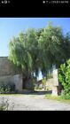 Willow Weeping Cuttings