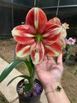 Pretty Imported Double Amaryllis Lily Strip Red Green Flower Bulb Pack Of 2. Fixed Price $14.99.