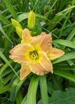Daylily Matt, Yellow With Peach, Green Throat, Ruffles! 3 Fans. Fixed Price $14.00.