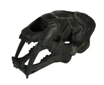 Zeckos Black Saber Toothed Cat Skull Statue Small. Fixed Price $39.99.