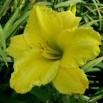 Green Flash Daylily - 1 Bareroot Plant, 2 Fans Ship Mondays Fall & Spring. Fixed Price $25.00.
