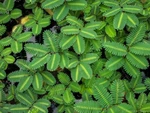 Water Mimosa Aquatic Tropical Marginal/surface Pond Plant- Buy 2 Get 1 Free. Fixed Price $59.95.