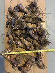20 Canna Lily Bulbs Rhizomes 5-7 Feet Large Green Leaves-deer Resistant. Fixed Price $45.00.