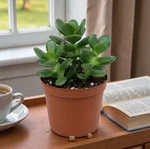 Crassula Ovata Jade Plant Live Sunset Green Witn Red Edges Leaves In 3" Pot. Fixed Price $35.95.