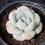 Live Rare Echeveria Ice Green Succulent Plant Fully Rooted In 2'' Pots. Fixed Price $11.99.