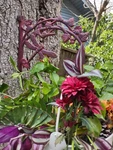 Gardeners - Cast Iron Red Rustic Dragonfly Plant / Bird Feeder Holder. Fixed Price $32.00.