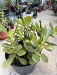 Crassula Ovata Green Jade Plant Money Tree Live 6 Inch Pot W/ Soil. Fixed Price $19.00.