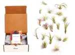 Shop Succulents Assorted Collection Of Tropical Tillandsia Air Plant Kit, H.... Fixed Price $93.38.