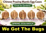 5 Large Chinese Mantis Egg Case Free Hatching Habitat Bag Picked 2026 Season. Fixed Price $39.99.