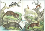 1886 Chromolithograph Schubert's Animals 4 Types Of Weasels Skunk Pole Cat Otter. Fixed Price $14.86.