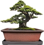 Decorative Ceramic Bonsai Planter Pot 8.5 Inch With Tray, Breathable Unglazed. Fixed Price $37.95.