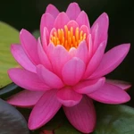 Pink Live Hardy Water Lily Tubers Aquatic Pond Plants Lilies. Fixed Price $39.89.