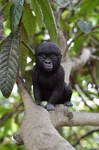 Baby Gorilla Decoration Home Display Wildlife Animal Garden Statue Resin. Fixed Price $39.47.