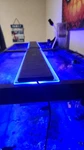 2 Current Usa Orbit Marine Aquarium Led Light With Remote. Fixed Price $200.00.