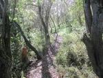 Photo 12X8 Surprise On Track Through Elder Wood Bulbourne This Area Of C2017. Fixed Price $8.06.