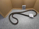 Mtd 754-0328 954-0328 Belt Oem Nos. Fixed Price $16.99.
