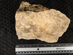 Big Agatized Dinosaur Bone Fossil From Jurassic Utah! 100% Natural 1733GR. Fixed Price $69.99.