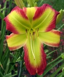 2 Double Bareroot Fans Fried Green Tomatoes Daylily. Fixed Price $49.99.