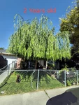 Weeping Willow Tree Fresh Cuttings Pack Of 5 Salix Babylonica Plus 1 Free. Fixed Price $13.99.