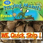 Large Fresh Mantis Egg Case + Free Hatching Habitat Bag Picked 2026 Season. Fixed Price $49.99.