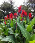 Red Canna Lily Bulbs Rhizomes 48"-60"+ Tall Large Green Leaves Deer Resistant. Fixed Price $23.00.